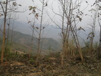 thumb_090320111669.jpg