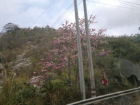 thumb_090320111670.jpg