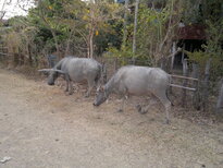 thumb_120320111755.jpg