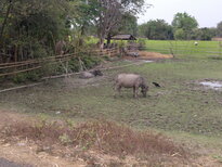 thumb_130320111777.jpg