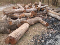 thumb_130320111796.jpg