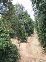 thumb_2011-Camera_161.jpg