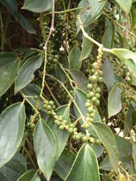 thumb_2011-Camera_163.jpg
