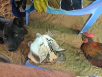 thumb_2011-Camera_187.jpg
