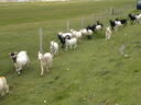 thumb_scotland_080.jpg