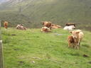 thumb_scotland_107.jpg