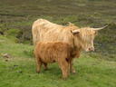 thumb_scotland_108.jpg