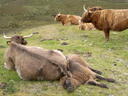 thumb_scotland_109.jpg