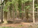 thumb_BBQ___New_Forest_061.jpg