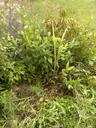 thumb_Carbis_July_022.jpg