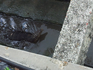 thumb_2011-Sumatra_034.jpg