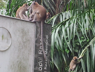 thumb_2011-Sumatra_092.jpg