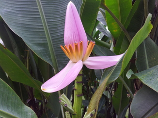 thumb_2011-Sumatra_101.jpg