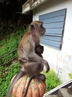 thumb_2011-Sumatra_118.jpg
