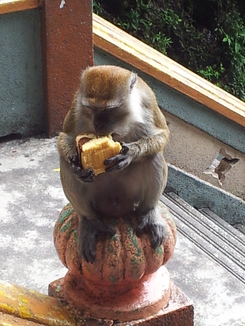 thumb_2011-Sumatra_124.jpg