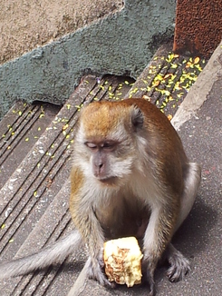 thumb_2011-Sumatra_126.jpg