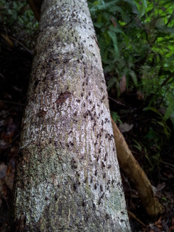 thumb_2011-Sumatra_247.jpg