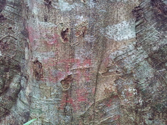 thumb_2011-Sumatra_250.jpg