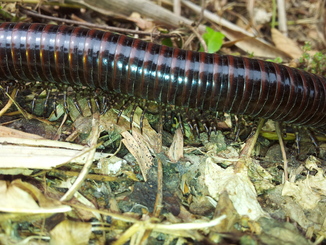 thumb_2011-Sumatra_294.jpg