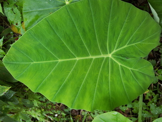 thumb_2011-Sumatra_295.jpg