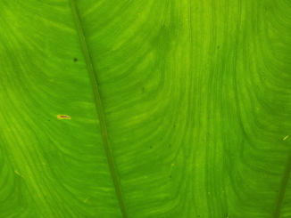 thumb_2011-Sumatra_300.jpg