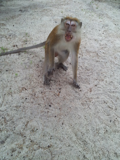 thumb_2011-Sumatra_302.jpg