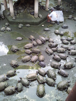 thumb_2011-Sumatra_337.jpg
