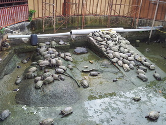 thumb_2011-Sumatra_338.jpg