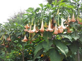 thumb_2011-Sumatra_366.jpg