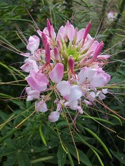 thumb_2011-Sumatra_375.jpg