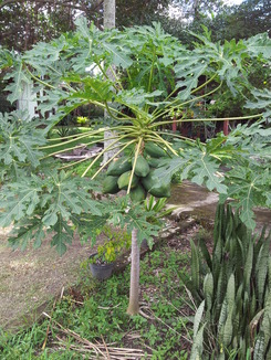 thumb_2011-Sumatra_378.jpg