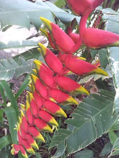 thumb_2011-Sumatra_386.jpg