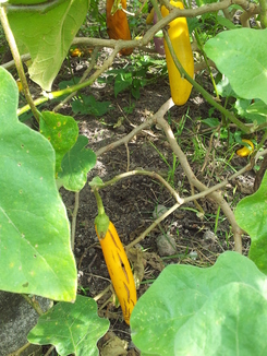 thumb_2011-Sumatra_389.jpg