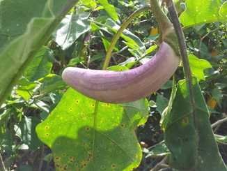 thumb_2011-Sumatra_390.jpg