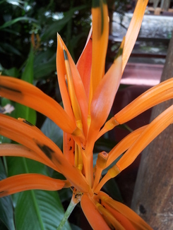 thumb_2011-Sumatra_396.jpg