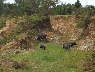 thumb_2011-Sumatra_409.jpg
