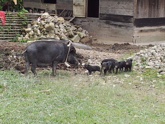 thumb_2011-Sumatra_412.jpg