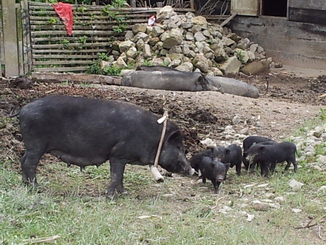 thumb_2011-Sumatra_413.jpg