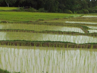thumb_2011-Sumatra_425.jpg