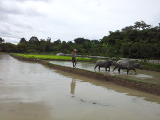 thumb_2011-Sumatra_426.jpg