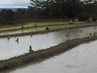 thumb_2011-Sumatra_427.jpg