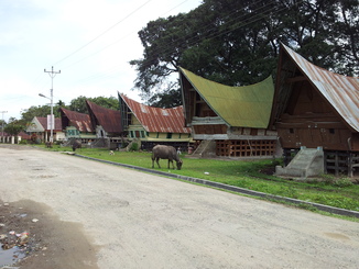 thumb_2011-Sumatra_432.jpg
