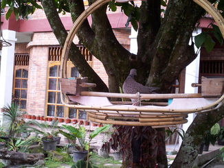 thumb_2011-Sumatra_449.jpg