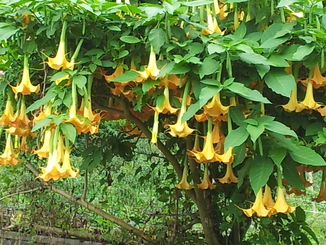 thumb_2011-Sumatra_469.jpg