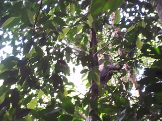 thumb_2011-Sumatra_478.jpg