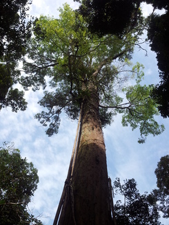 thumb_2011-Sumatra_480.jpg