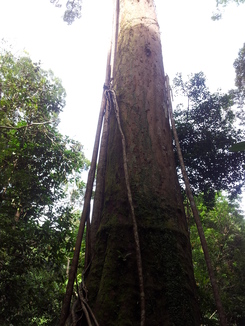 thumb_2011-Sumatra_481.jpg