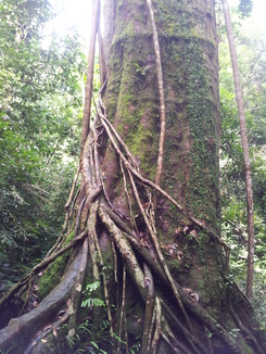 thumb_2011-Sumatra_482.jpg