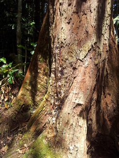 thumb_2011-Sumatra_489.jpg