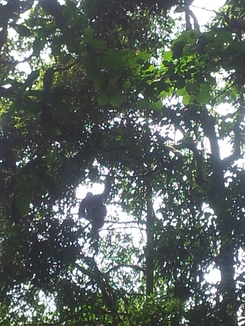 thumb_2011-Sumatra_492.jpg